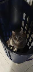 Lost Male Cat last seen Hannaford, Lowell, MA 01850