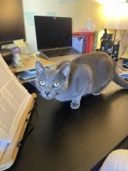 Lost Female Cat last seen Royal High School, Simi Valley, CA 93065