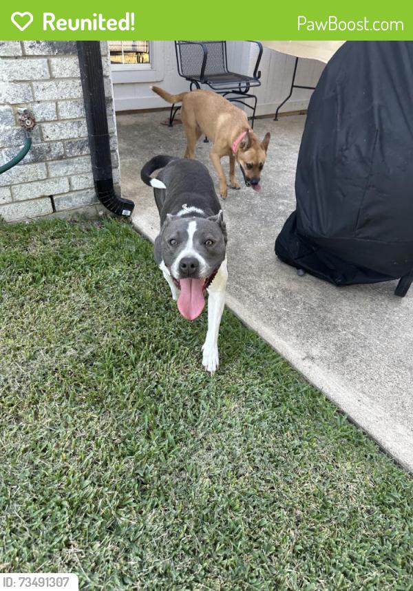 Reunited Female Dog last seen McKinney, TX, USA, McKinney, TX 75069