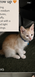 Lost Male Cat last seen Lake worth and turnpike, Lake Worth Beach, FL 33461