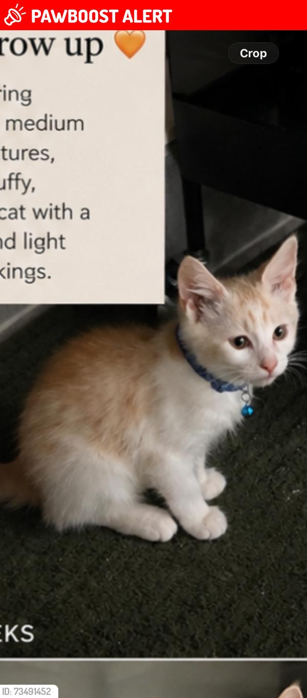 Lost Male Cat last seen Lake worth and turnpike, Lake Worth Beach, FL 33461