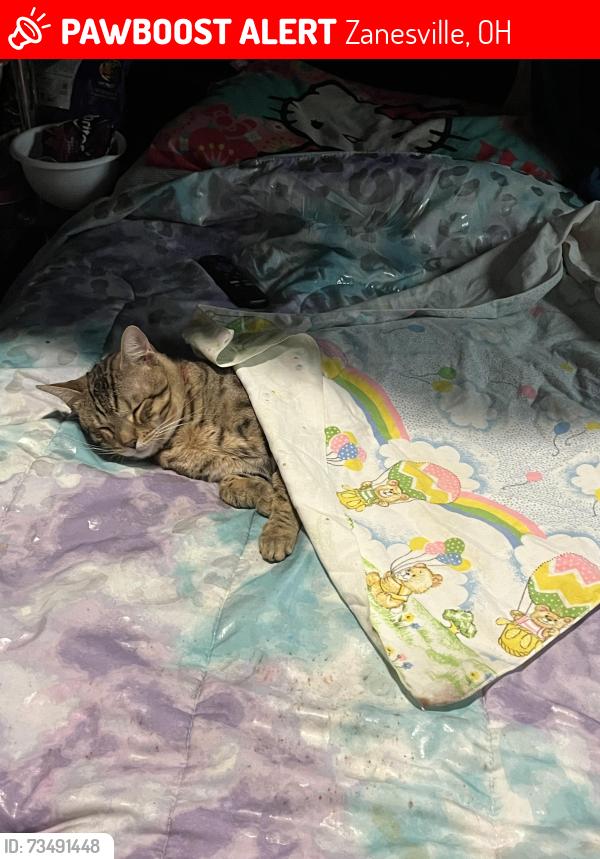 Lost Male Cat last seen Putnam ave, Zanesville, OH 43701
