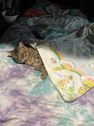 Lost Male Cat last seen Putnam ave, Zanesville, OH 43701