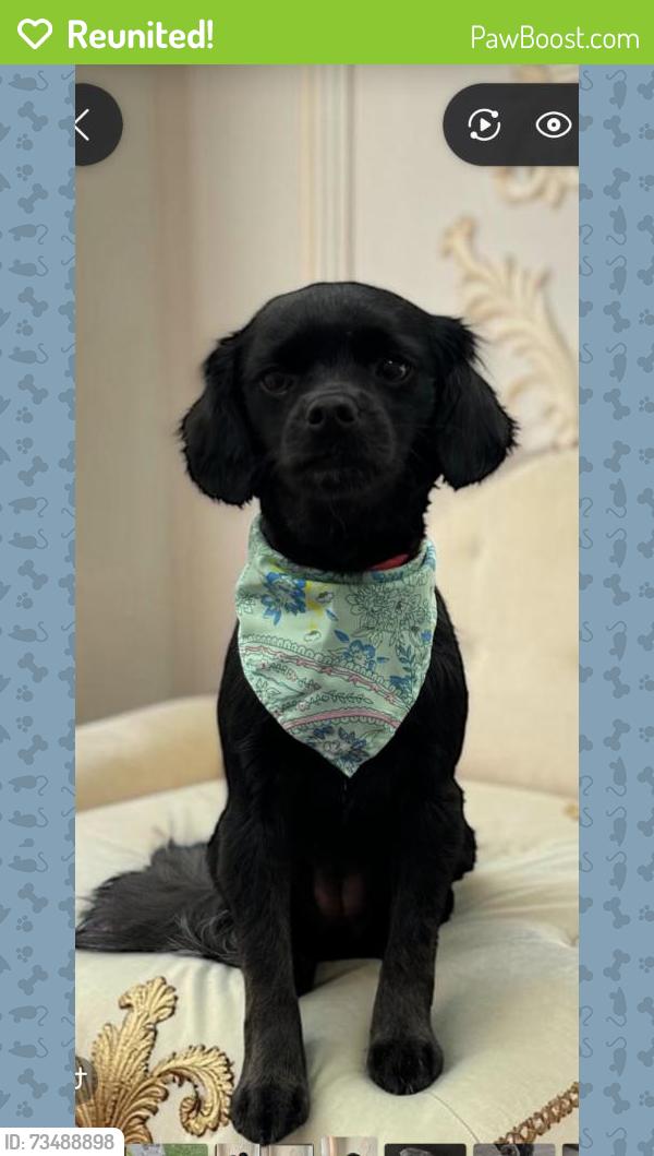 Reunited Female Dog last seen S Broadmoor Ave & W Francisquito Ave, West Covina, CA 91790, USA, West Covina, CA 91790
