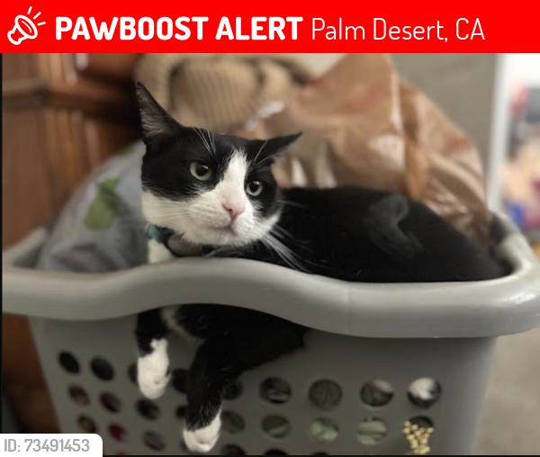 Lost Female Cat last seen Hovley Lane East between Portola and Corporate Way, Palm Desert, CA 92260