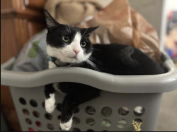 Lost Female Cat last seen Hovley Lane East between Portola and Corporate Way, Palm Desert, CA 92260