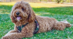 Found/Stray Male Dog last seen lilly hamer, Edmond, OK 73034
