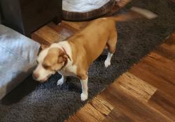 Lost Female Dog last seen Near NW 186th Lane, High Springs, FL 32643, High Springs, FL 32643