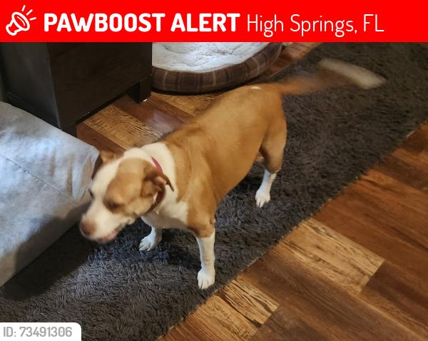 Lost Female Dog last seen Near NW 186th Lane, High Springs, FL 32643, High Springs, FL 32643