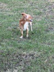 Found/Stray Male Dog last seen East Hayes Street, Norman, Ok, Usa, Norman, OK 73071