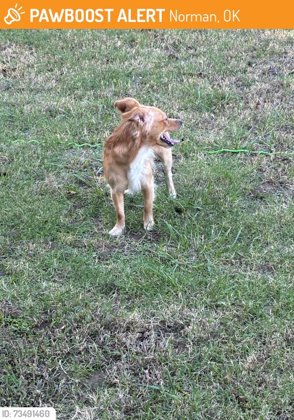 Found/Stray Male Dog last seen East Hayes Street, Norman, Ok, Usa, Norman, OK 73071