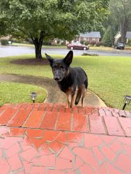 Reunited Female Dog last seen Holly Dr, Spartanburg, SC 29301, USA, Spartanburg, SC 29301