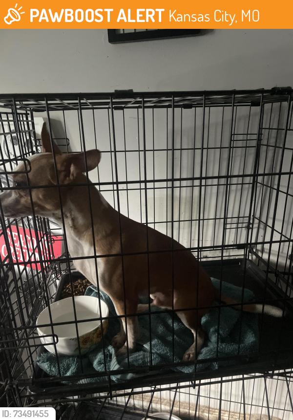 Lost Male Dog last seen 107th and Oakland Ave Kansas City, MO, Kansas City, MO 64134