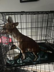 Lost Male Dog last seen 107th and Oakland Ave Kansas City, MO, Kansas City, MO 64134