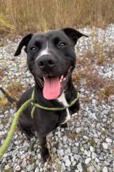 Shelter Stray Male Dog last seen Near Boulevard NE, Atlanta, GA, 1251 Fulton Industrial Blvd NW, Atlanta, GA 30336, USA