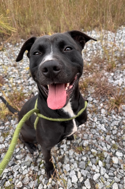 Shelter Stray Male Dog last seen Near Boulevard NE, Atlanta, GA, 1251 Fulton Industrial Blvd NW, Atlanta, GA 30336, USA