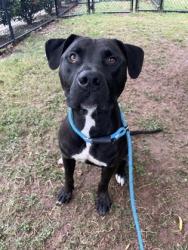Shelter Stray Male Dog last seen Near Springfair Run, 30038, GA, 3280 Chamblee Dunwoody Rd, Chamblee, GA 30341, USA