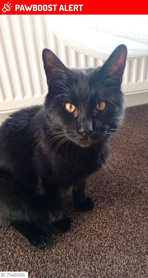 Lost Male Cat last seen Near home, Greater Manchester, England BL1 7HA