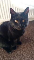 Lost Male Cat last seen Near home, Greater Manchester, England BL1 7HA