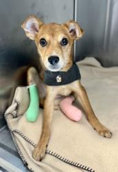Shelter Stray Female Dog last seen Near E 31st St, 64128, MO, 7077 Elmwood Ave, Kansas City, MO 64132, USA