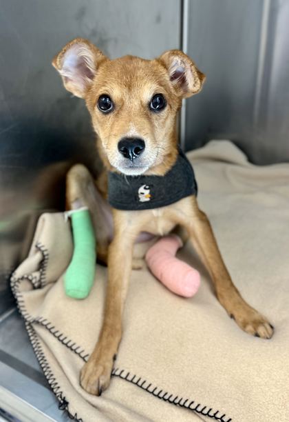 Shelter Stray Female Dog last seen Near E 31st St, 64128, MO, 7077 Elmwood Ave, Kansas City, MO 64132, USA