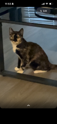 Lost Female Cat last seen Ocala court, 91911, Chula Vista, CA 91911