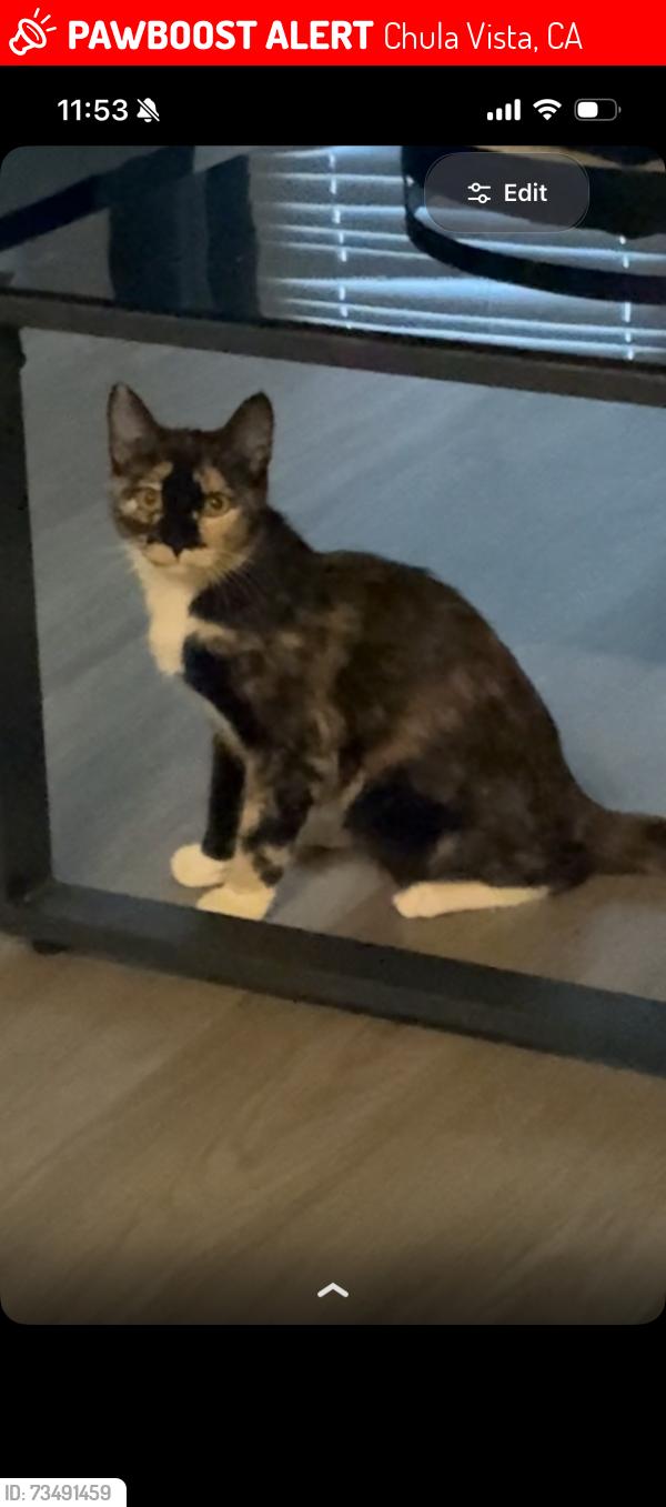 Lost Female Cat last seen Ocala court, 91911, Chula Vista, CA 91911