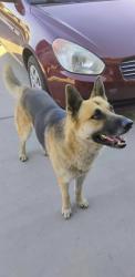 Shelter Stray Unknown Dog last seen Castor and Murphy, Laton Zone Fresno CO 3 93242, CA, 1510 W Dan Ronquillo Dr, Fresno, CA 93706, USA