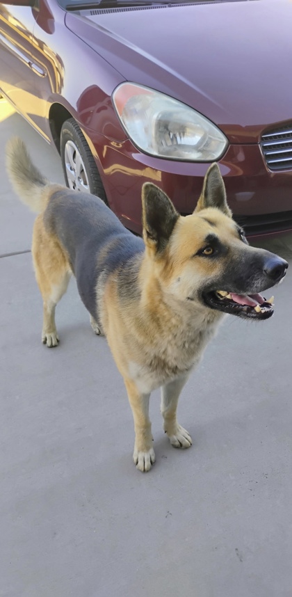 Shelter Stray Unknown Dog last seen Castor and Murphy, Laton Zone Fresno CO 3 93242, CA, 1510 W Dan Ronquillo Dr, Fresno, CA 93706, USA