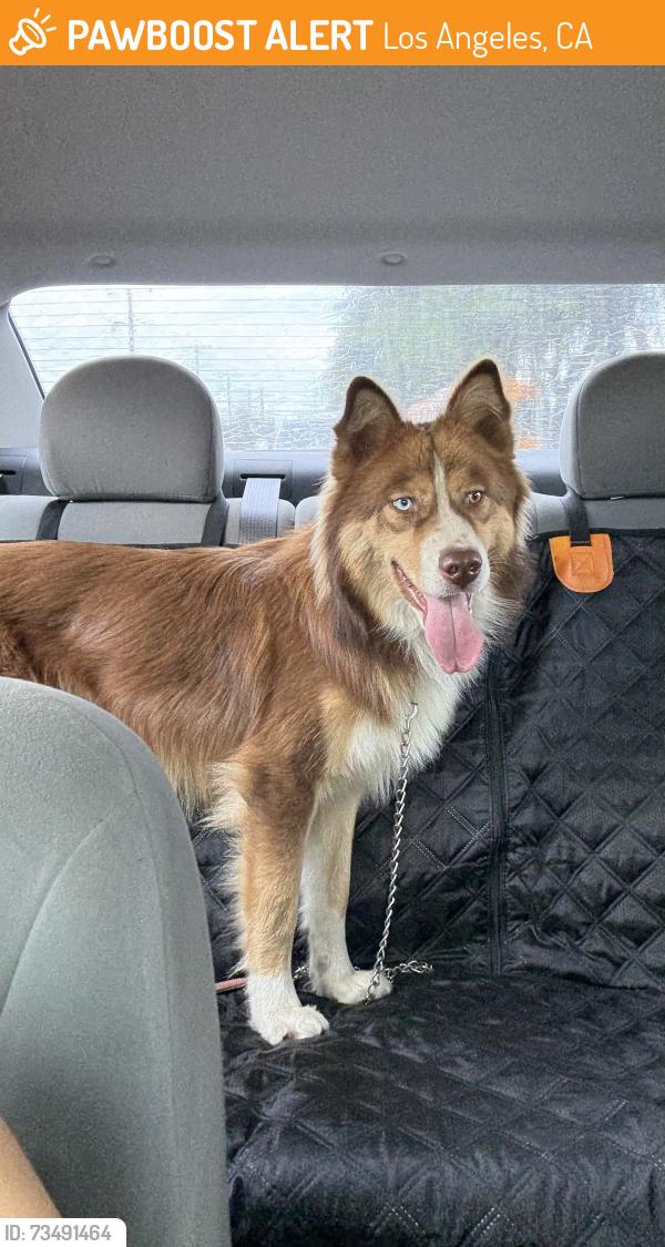 Found/Stray Female Dog last seen Fortuna and 54Th st, Los Angeles, CA 90011