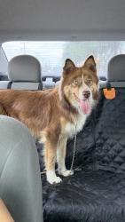 Found/Stray Female Dog last seen Fortuna and 54Th st, Los Angeles, CA 90011