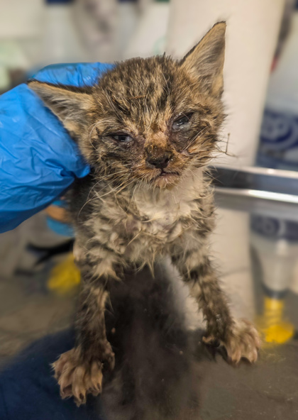Shelter Stray Male Cat last seen S Chestnut Ave & E Springfield Ave, Fresno Zone Fresno CO 1A 93725, CA, 1510 W Dan Ronquillo Dr, Fresno, CA 93706, USA
