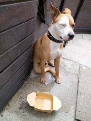 Reunited Male Dog last seen 8th and Mariposa, Koreatown, Los Angeles, Los Angeles, CA 90005
