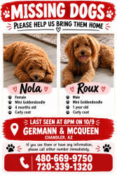Lost Male Dog last seen Germann and McQueen, Chandler, AZ 85286