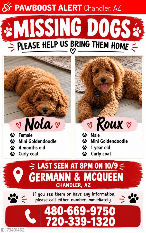 Lost Male Dog last seen Germann and McQueen, Chandler, AZ 85286