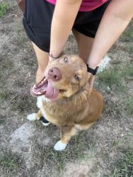Found/Stray Female Dog last seen On street middle of night, Tyler, TX 75799