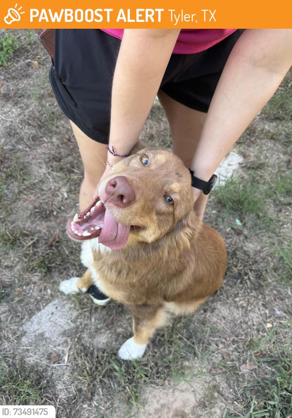 Found/Stray Female Dog last seen On street middle of night, Tyler, TX 75799