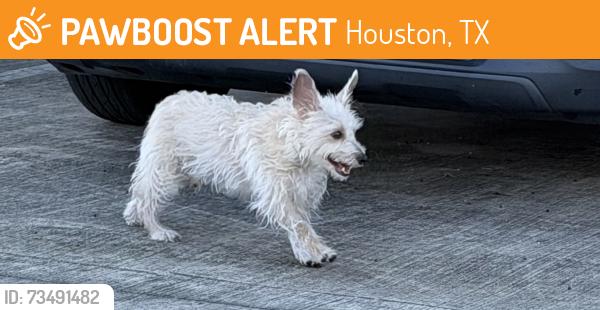 Found/Stray Unknown Dog last seen Near State Highway 249, Houston, Tx 77070, Houston, TX 77070
