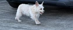 Found/Stray Unknown Dog last seen Near State Highway 249, Houston, Tx 77070, Houston, TX 77070