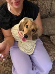 Reunited Female Dog last seen Baptist Church, Florence, TX 76527