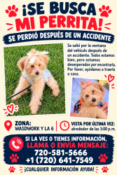 Reunited Female Dog last seen wasworld blvd, Lakewood, CO 80215
