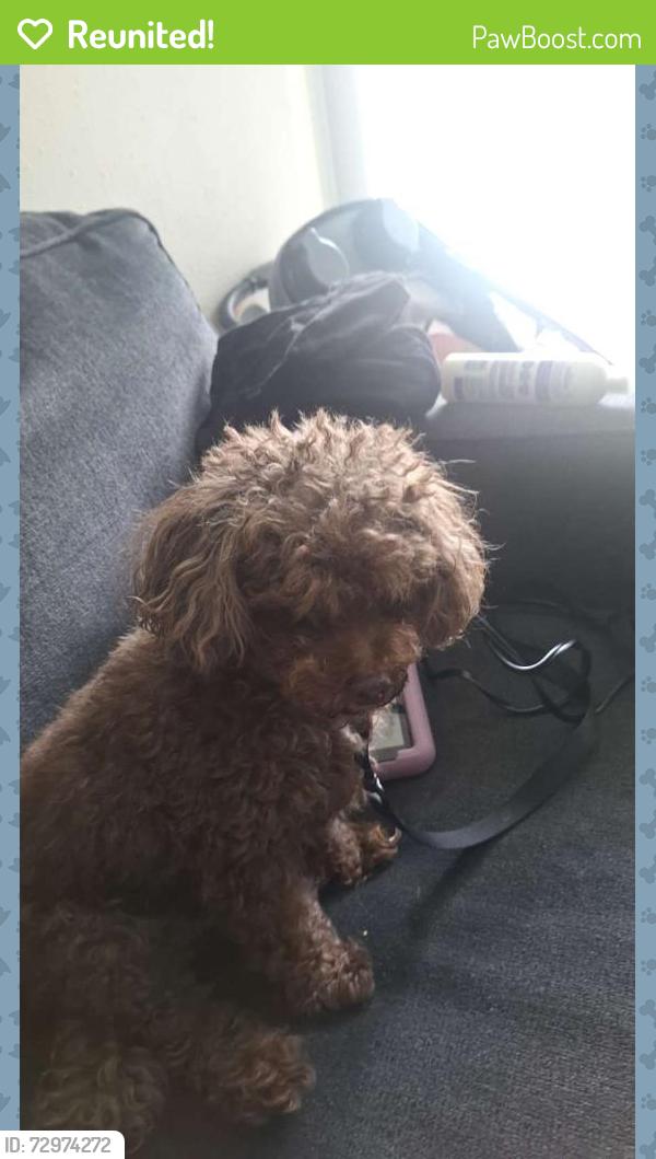 Reunited Male Dog last seen Cottage Pl, Greensboro, NC 27455, USA, Greensboro, NC 27455