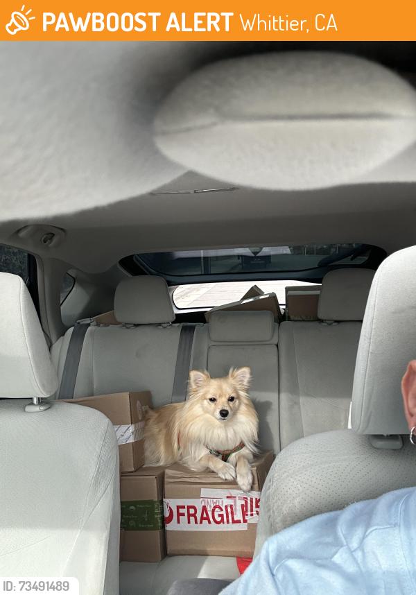 Found/Stray Male Dog last seen Whittier, Whittier, CA 90602