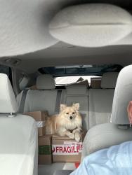Found/Stray Male Dog last seen Whittier, Whittier, CA 90602