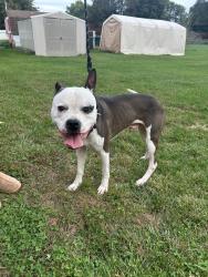 Reunited Male Dog last seen Park St, Coloma, MI 49038