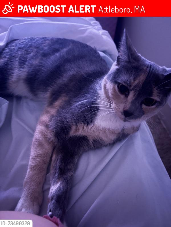 Lost Female Cat last seen Phillips street, Hebron mill apmts, willow tree chicken, Attleboro, MA 02703