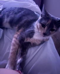 Lost Female Cat last seen Phillips street, Hebron mill apmts, willow tree chicken, Attleboro, MA 02703
