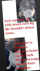 Lost Male Dog last seen mcds on 12th kansas, Topeka, KS 66607