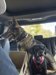 Found/Stray Unknown Dog last seen Wayland Rd & Val Verde, Loomis, CA 95650