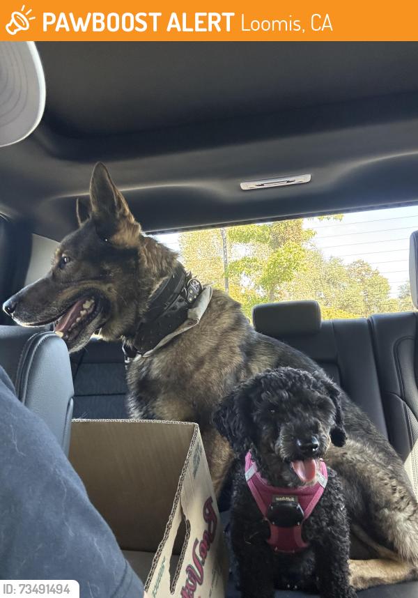 Found/Stray Unknown Dog last seen Wayland Rd & Val Verde, Loomis, CA 95650